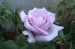 sadaf